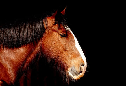 brown and black horse painting thumbnail