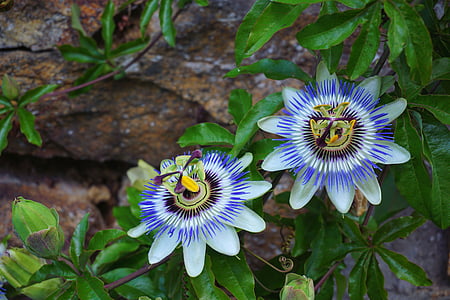 two blue flowers photography thumbnail