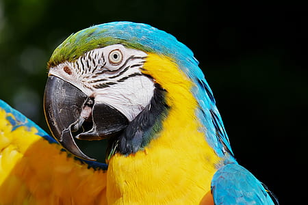 shallow focus photography of blue and yellow bird thumbnail