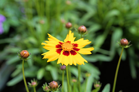 red and yellow coreopsis flower selective-focus photography thumbnail