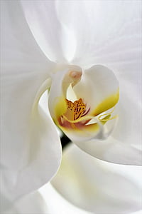close-up photography of white petaled flower thumbnail