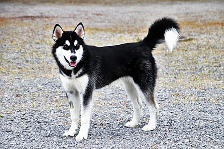 white and black Siberian husky standing on pebbles thumbnail