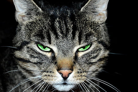 grey tabby cat thumbnail