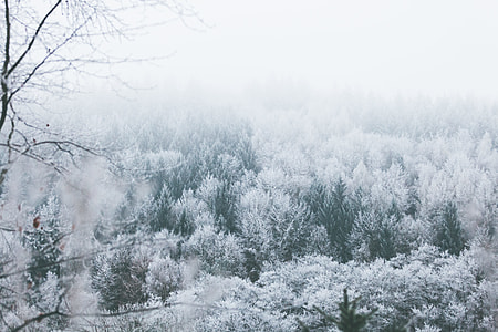 landscape photography of white trees during winter thumbnail