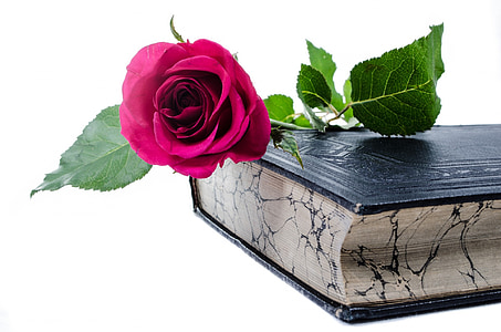 red rose flower on top of black hardbound book thumbnail