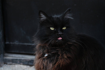 Cat, Black thumbnail