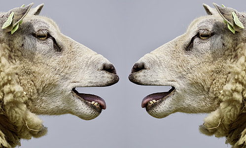 closeup photo of two white sheep thumbnail