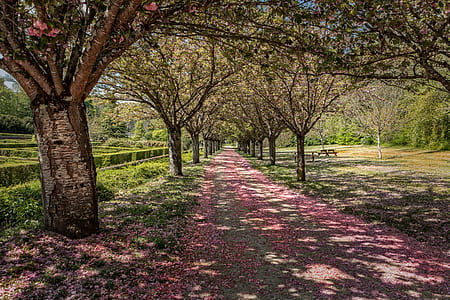 stand of trees during daytime thumbnail