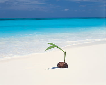 coconut seedlings near seashore thumbnail