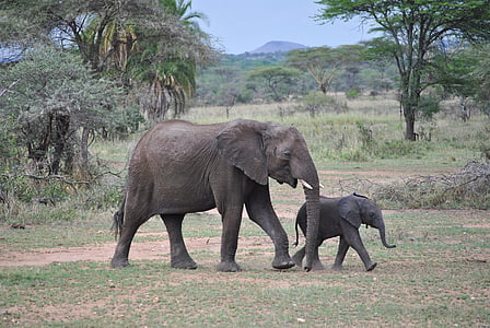 two elephants walking in a safari during daytime thumbnail