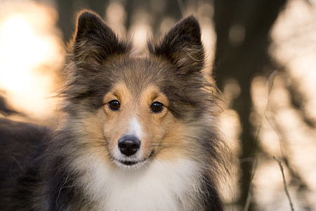 white and brown short coated dog thumbnail