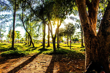 photo of forest during golden hour thumbnail
