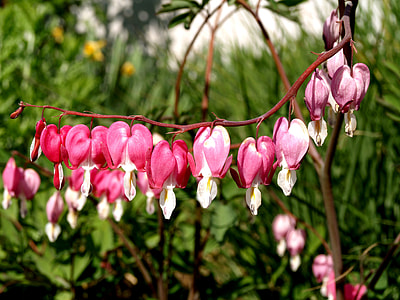 Bleeding Heart, Lamprocapnos Spectabilis thumbnail