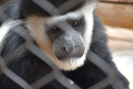 animal, eyes, grey, blur thumbnail