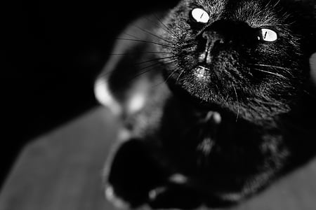 grayscale photography of resting cat thumbnail