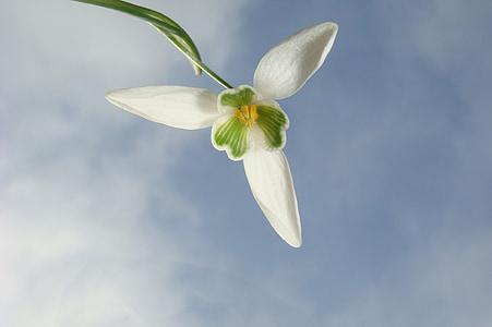 white snowdrop flower low-angle photography thumbnail