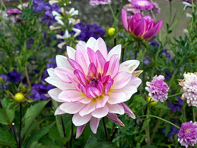 close-up photography of pink petaled flowers thumbnail