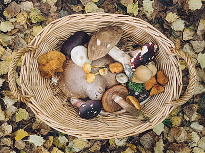 basket of mushrooms thumbnail