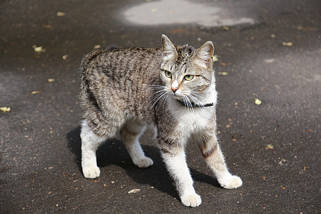 grey tabby kitten on grey ground thumbnail