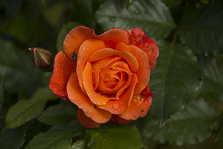 orange rose flower with fly in close-up photography thumbnail