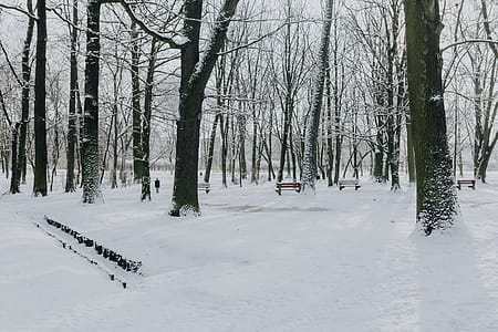Wintery Park thumbnail