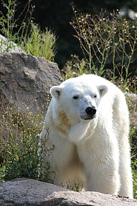 Climate Change, Polar Bear thumbnail