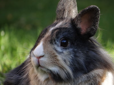 shallow focus photography of rabbit thumbnail