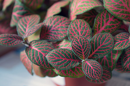 Fittonia, Indoor Plant thumbnail