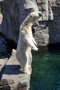 Polar bear standing on gray stone near body of water thumbnail