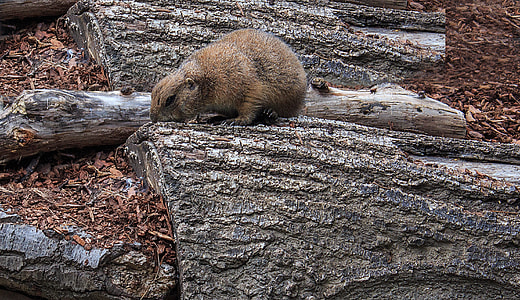 Black-Tailed Prairie Dog thumbnail