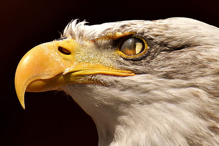closeup photo of eagle head thumbnail
