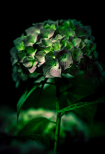 green leaf petaled flowers closeup photography thumbnail