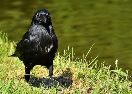 black bird on green grassland during daytime thumbnail