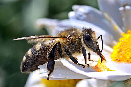 close up photo of honey bee thumbnail