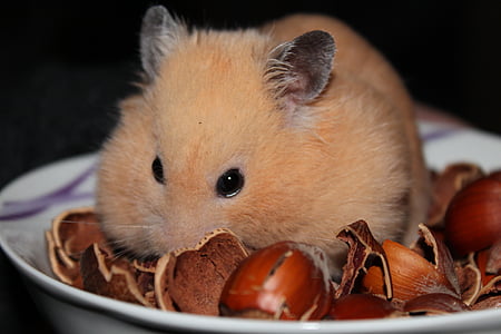 brown hamster on plate thumbnail