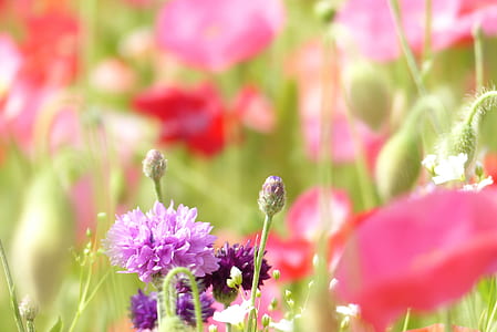 shallow focus photo of flowers thumbnail
