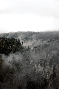 forest surrounded by fog during daytime thumbnail