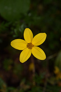 Gold Marie, Bidens Ferulifolia thumbnail