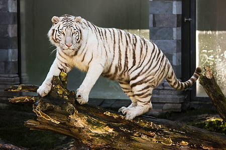 Albino Tiger on brown drift wood thumbnail