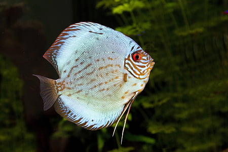 silver and brown fish thumbnail