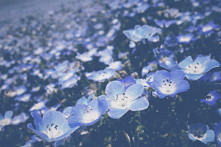 photography of bed of purple petaled flowers thumbnail