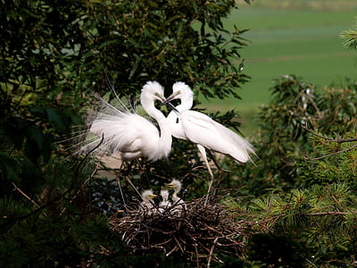 two white long-beak birds near chicks thumbnail