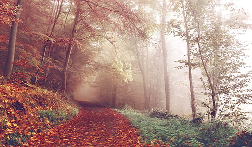 red leafed trees thumbnail
