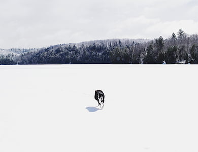 black border collie walking on snowfield thumbnail