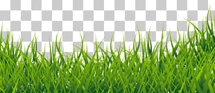Thumbnail , Grass , green grass against blue background PNG clipart