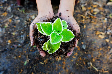person holding green leafed plant thumbnail