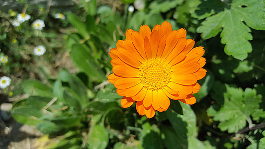 Calendula, Marigold thumbnail