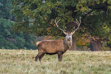 brown reindeer thumbnail