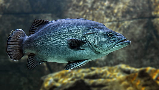 silver fish thumbnail
