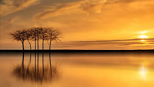 bare tree near body of water during sunset thumbnail